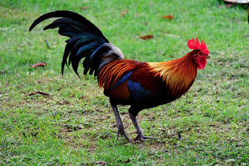 beautiful chicken in garden
