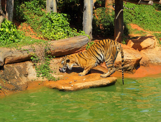 Fototapeta na wymiar Tigers in zoos and nature