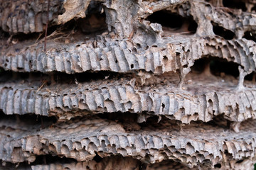 close up of old wasp hive or wasp nest