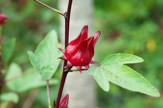 Close up Roselle fruits (Hibiscus sabdariffa L.), Thailand