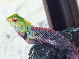 reptile