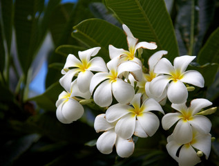 White plumeria flowers set against a deep blue sky