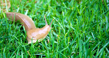 Banana slug crawling on green grass