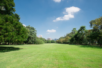 city park with modern building background