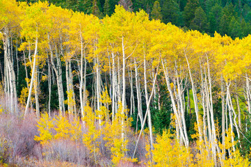 A row of aspen trees in the peak of the Fall colors