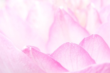 Lotus petals