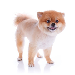 pomeranian dog brown short hair