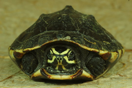 Malayemys or three turtles
