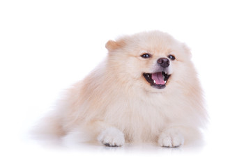 Obraz premium white pomeranian puppy dog