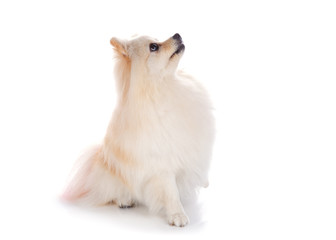 white pomeranian dog