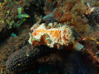 True sea slug, Island Bali, Tulamben