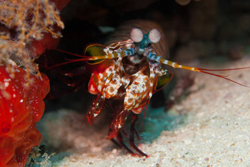 stomatopoda