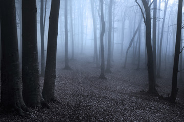 Blue fog in mysterious forest - 73397046