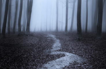 Dark trail in spooky forest during a foggy day
