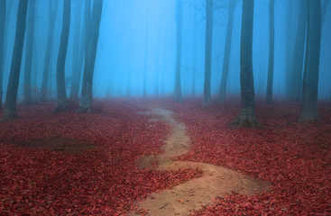 Trail through the trees in blue foggy forest