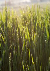 paddy rice fields of agriculture cultivation