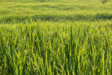 paddy rice fields of agriculture cultivation