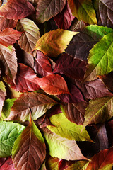 Bright background made of autumn leaves