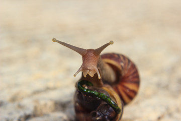 snail