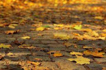 Beautiful autumn leaves on road
