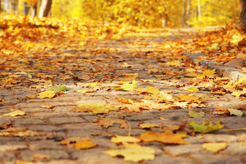 Beautiful autumn leaves on road