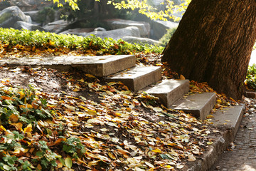Stone steps in autumn park
