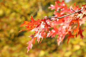 Beautiful autumn leaves, close-up