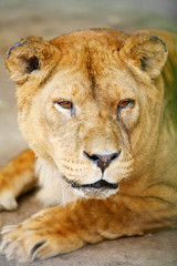 Close up of lion in cage