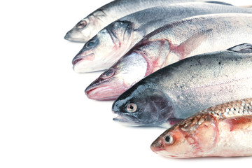 Fresh fish isolated on white