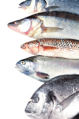 Fresh fish isolated on white