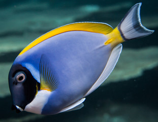 Fototapeta na wymiar blue surgeonfish