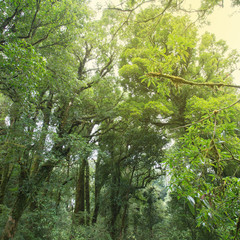 green jungle with tree rainforest