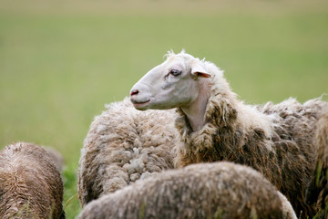 Close up of sheep