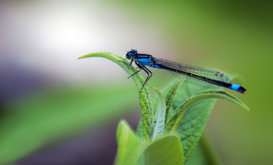 Petite libellule bleu