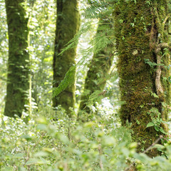 green tree with moss and fern in rain forest