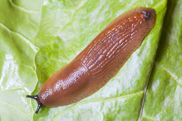 Close up of slug on green leaves