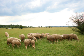 Naklejka na ściany i meble Flock of sheep on meadow