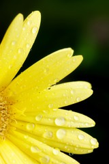 Fototapeta premium Yellow gerbera