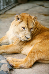 Fototapeta na wymiar Lion in cage