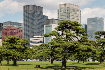 Obraz premium pine trees growing in park in Tokyo center