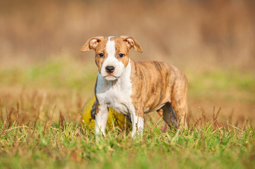 American staffordshire terrier puppy standing outdoors