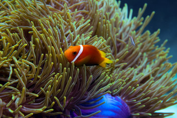 clown fish