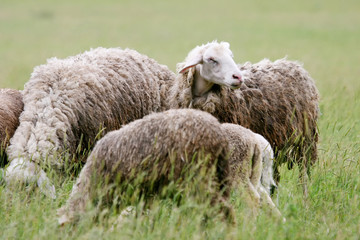 Close up of cattle flock grazing