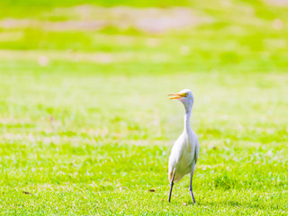 White egret in the park