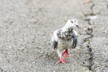 White pigeons walking in the park