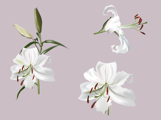 white lily flower isolated on light background