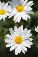 white daisy