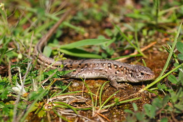 Lacerta agilis