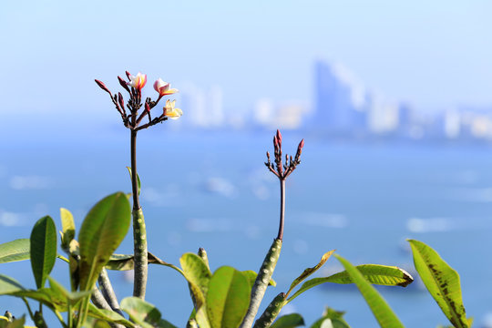 Fototapeta flowers with the background of sea and city