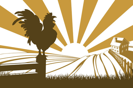 Silhouette Cockerel Crowing On Farm